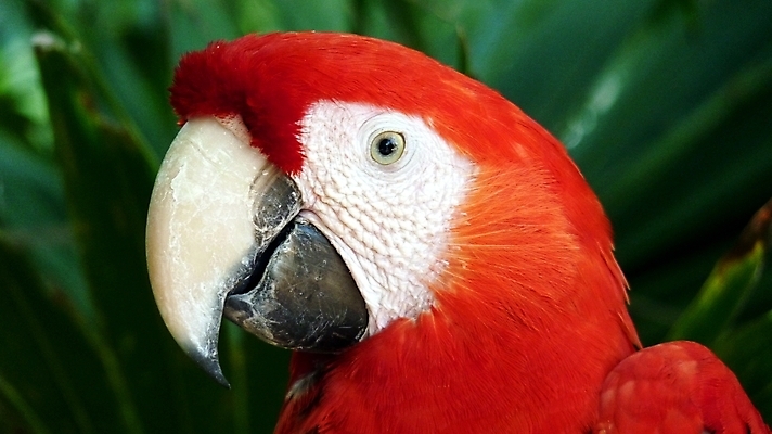 포토 JPG 해외이미지 동물 야생동물 자연 조류 사람없음 빨간색 파란색 반려동물 컬러풀 노란색 부리 앵무새 유카탄 해외202004 해외포토 멸종위기종 컬러 멕시코 생태계 파일형식 이미지허브