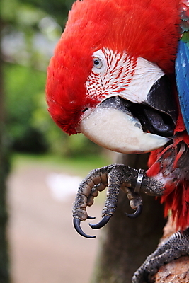 포토 JPG 해외이미지 동물 조류 사람없음 빨간색 컬러풀 혀 깃털 부리 앵무새 진홍색 집게발 해외202004 해외포토 컬러 입 파일형식 이미지허브