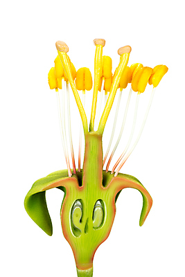 포토 JPG 해외이미지 식물 모델 여자 교육 남자 꽃잎 꽃 줄기 해부 학교 실내 사람없음 내부 초록색 스터디 노란색 공구 가르침 개화 플라스틱 생물학 합성 시범 예시 인공 인턴 스타일 해외202004 해외포토 컬러 비즈니스 의학 재질 사람 학습 도구 파일형식 이미지허브