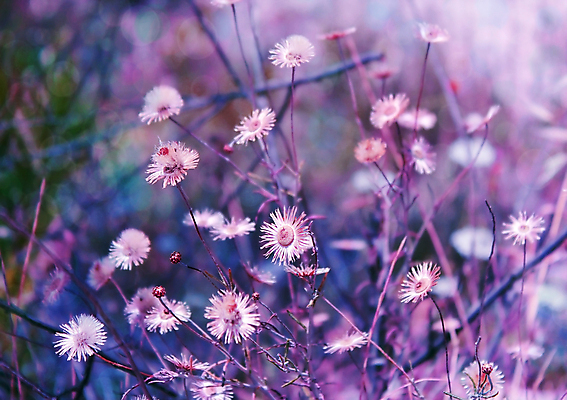 포토 JPG 해외이미지 식물 디자인 계절 공원 꽃잎 꽃 분홍색 백그라운드 컨셉 잎 꽃무늬 패턴 자연 추상 미술 사람없음 야외 장식 빨간색 초록색 파란색 빛 컬러풀 태양 노란색 우주 정원 봄 벚꽃 흰색 신선 개화 닫기 장면 내추럴 특별함 해외202004 해외포토 자연요소 공공시설 컬러 무늬 모션 문화예술 생태계 파일형식 이미지허브