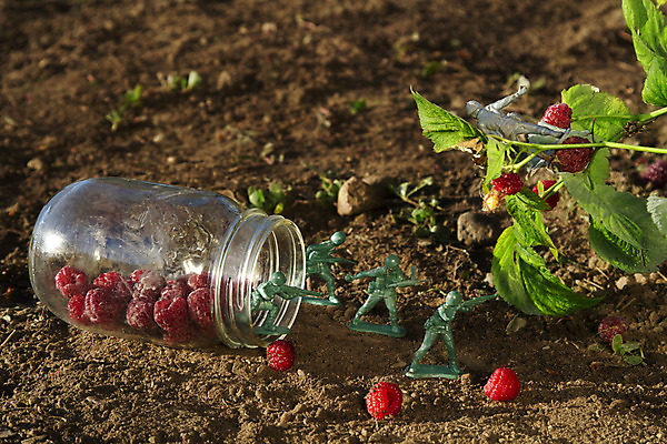 포토 JPG 해외이미지 나무 계절 열매 남자 무기 음식 줄기 포즈 백그라운드 유니폼 잎 농업 채소 과일 매달리기 건강 사람없음 빨간색 초록색 빛 장난감 숫자 정원 미국 힘 미니어처 피규어 회색 총 성장 나뭇가지 신선 막대기 우아함 달콤 맛 플라스틱 유혹 먹기 오브젝트 유기농 원예 군용 싸움 전쟁 산딸기 5 육군 병정 전사 충동구매 숙성 해외202004 해외포토 식물 문자 웰빙 옷 산업 컬러 컨셉 북아메리카 모션 재질 군대 사람 취미 쇼핑 모형 과소비 파일형식 이미지허브
