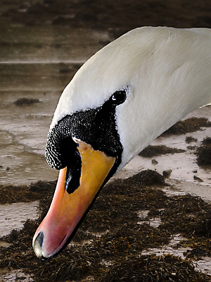 포토 JPG 해외이미지 야생동물 모래 자연 조류 사람없음 빨간색 물 갈색 노란색 머리 검은색 힘 흰색 해조류 우아함 깃털 질감 부리 백조 부드러움 진흙 서식지 내추럴 해외202004 해외포토 자연요소 동물 컬러 컨셉 신체부위 감각 해양식물 생태계 파일형식 이미지허브