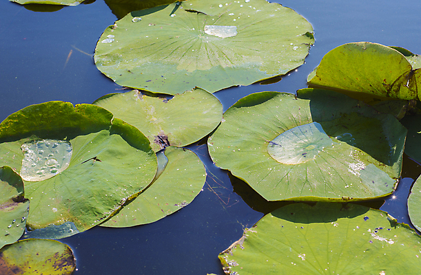 포토 JPG 해외이미지 식물 계절 공원 꽃잎 꽃 호수 백그라운드 잎 캐나다 꽃무늬 자연 사람없음 야외 초록색 물 반사 노란색 평화 정원 검은색 어둠 젖음 벚꽃 연못 내추럴 패드 해외202004 해외포토 자연요소 공공시설 컬러 컨셉 북아메리카 무늬 생태계 파일형식 이미지허브