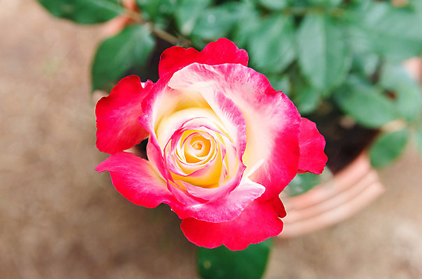 포토 JPG 해외이미지 식물 꽃잎 꽃 줄기 분홍색 꽃다발 결혼 백그라운드 잎 꽃무늬 패턴 자연 발렌타인데이 사랑 사람없음 장식 초록색 장미 정원 벚꽃 축하 신선 다발 싱글 내추럴 해외202004 해외포토 감정 컬러 컨셉 무늬 데이이벤트 이벤트 생태계 파일형식 이미지허브