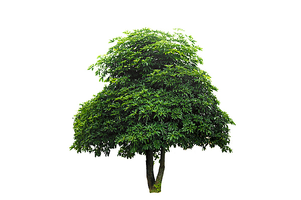 포토 JPG 해외이미지 나무 식물 계절 줄기 백그라운드 단풍 낙엽 잎 크리스마스 자연 손바닥 사람없음 야외 목재 초록색 여름 환경 정원 봄 성장 흰색 나뭇가지 고독 숲 큼 자르기 수집 오브젝트 싱글 에코 코코넛 내추럴 고립 생태학 옛날 그리너리 해외202004 해외포토 손 교육 기념일 감정 컬러 과일 재료 모션 크기 생태계 파일형식 트랜드컬러 이미지허브