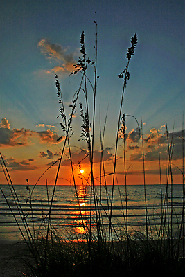 포토 JPG 해외이미지 식물 구름 실루엣 파도 바다 여행 오렌지 자연 조류 하늘 휴가 휴식 갈대 풍경 사람없음 야외 물 파란색 빛 모래사장 햇빛 태양 노란색 일출 맑음 황혼 일몰 새벽 광선 서핑 황금 수평선 해외202004 해외포토 자연요소 동물 컬러 컨셉 과일 날씨 촬영기법 노을 수상스포츠 생태계 파일형식 이미지허브
