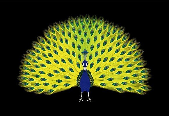 EPS 해외이미지 동물 1 남자 야생동물 일러스트 자연 조류 서기 초록색 파란색 치킨 활발 부채 공작 인도인 깃털 꼬리 부리 보여주기 해외202004 해외일러스트 외국인 컬러 컨셉 모션 사람 동양인 생태계 닭고기요리 파일형식 벡터 이미지허브