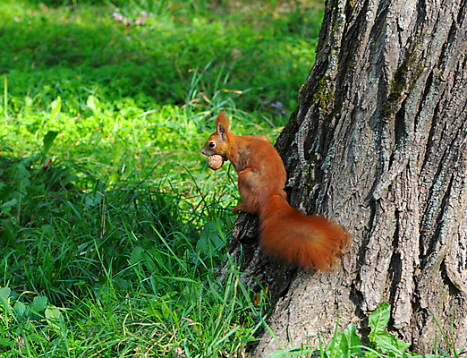 포토 JPG 해외이미지 나무 동물 1 응시 공원 야생동물 겨울 포유류 자연 벽지 생물 수염 털 사람없음 야외 목재 빨간색 초록색 여름 갈색 회색 견과류 가을 흰색 나뭇가지 설치류 숲 작음 모피 먹기 호기심 꼬리 다람쥐 여우 솜털 서식지 내추럴 해외202004 해외포토 식물 시선 계절 공공시설 감정 컬러 컨셉 재료 모션 크기 생태계 파일형식 이미지허브