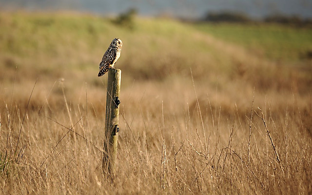 포토 JPG 해외이미지 동물 얼굴 야생동물 백그라운드 겨울 자연 조류 사람없음 야외 머리 힘 흰색 닫기 야간 깃털 부리 육식동물 부엉이 사냥꾼 내추럴 해외202004 해외포토 자연요소 직업 계절 컬러 모션 신체부위 생태계 파일형식 이미지허브