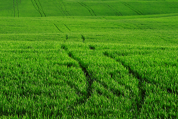 포토 JPG 해외이미지 식물 계절 선 백그라운드 패턴 밭 자연 벽지 표면 건강 풍경 잔디 사람없음 야외 가로 초록색 여름 농장 우주 환경 정원 봄 활발 성장 신선 땅 질감 손질 제비 내추럴 밭일 그리너리 세련 해외202004 해외포토 컬러 컨셉 무늬 농업 조류 생태계 파일형식 트랜드컬러 이미지허브