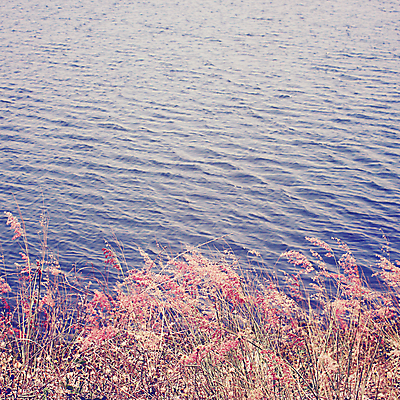 포토 JPG 해외이미지 식물 계절 호수 파도 바다 분홍색 백그라운드 밭 자연 건조 사랑 풍경 사람없음 야외 물 여름 빛 강 컬러풀 햇빛 태양 일출 맑음 수확 가을 시골 신선 닫기 밀 에코 복고 내추럴 소셜네트워크 파스텔톤 필터 효과 해외202004 해외포토 자연요소 감정 컬러 농업 모션 날씨 곡류 노을 환경 생태계 파일형식 이미지허브