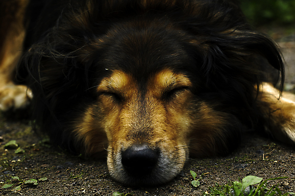 포토 JPG 해외이미지 동물 유럽 야생동물 자연 북유럽 노르웨이 사람없음 야외 여름 개 동물상 스칸디나비아 해외202004 해외포토 계절 나라 포유류 조형물 생태계 파일형식 이미지허브