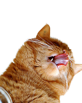 포토 JPG 해외이미지 동물 응시 음식 포즈 컨셉 오렌지 탁자 사람없음 장식 빨간색 반려동물 고양이 우유 마시기 기다림 달콤 핥기 작음 예측 혀 아래 코 육식동물 고립 동물상 해외202004 해외포토 시선 컬러 가구 과일 포유류 모션 유제품 신체부위 조형물 입 맛 크기 방향 위치 파일형식 이미지허브