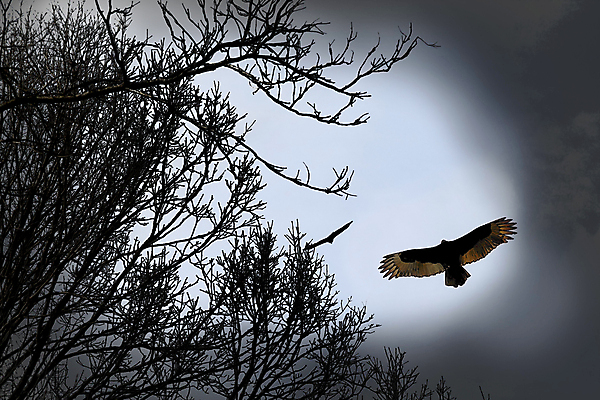 포토 JPG 해외이미지 겨울 날개 조류 사람없음 독수리 천국 해외202004 해외포토 동물 계절 파일형식 이미지허브