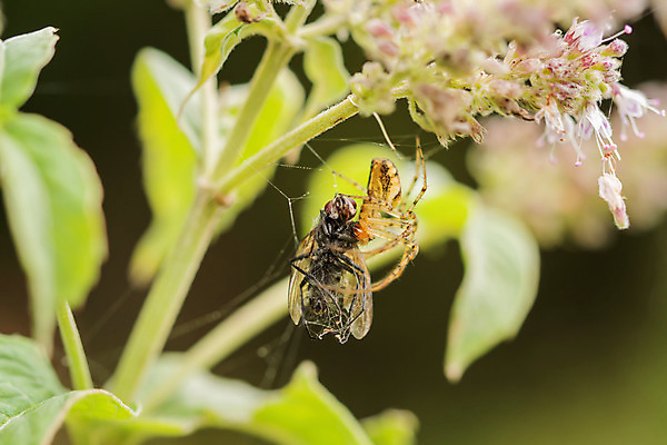 포토 JPG 해외이미지 동물 야생동물 곤충 백그라운드 십자가 오렌지 자연 사람없음 야외 초록색 갈색 노란색 정원 검은색 저녁식사 웹 죽음 관찰 그물 황무지 벌레 엉킴 위험 큼 무서움 거미줄 먹기 묘사 사냥 육식동물 거미 사냥꾼 토막 내추럴 오싹 해외202004 해외포토 직업 감정 컬러 컨셉 인터넷 과일 모션 식사 크기 생태계 파일형식 이미지허브