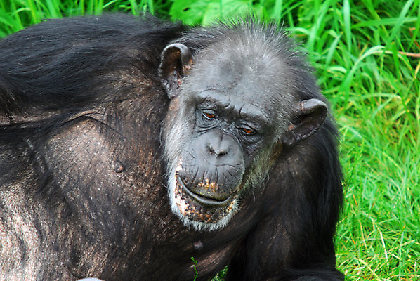 포토 JPG 해외이미지 동물 야생동물 포유류 자연 사람없음 검은색 원숭이 유인원 침팬지 해외202004 해외포토 컬러 생태계 파일형식 이미지허브