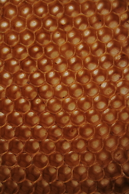 포토 JPG 해외이미지 모양 야생동물 음식 줄기 조각 곤충 백그라운드 컨셉 패턴 농업 자연 추상 세포 건강 사람없음 빛 농장 갈색 노란색 머리빗 업무 네트워크 달콤 벌 애벌레 육각형 꿀 벌집 동물상 밀랍 수유 식민지 양봉 흥미 해외202004 해외포토 도형 식물 동물 산업 컬러 무늬 조형물 미용용품 작업 맛 벌레 생태계 파일형식 이미지허브