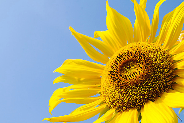 포토 JPG 해외이미지 식물 동물 꽃잎 꽃 곤충 밭 농업 자연 하늘 해바라기 건강 풍경 사람없음 야외 여름 햇빛 노란색 환경 정원 벚꽃 꿀벌 벌 싱글 꽃가루 꿀 해외202004 해외포토 계절 산업 컬러 태양 벌_곤충 가루 생태계 파일형식 이미지허브