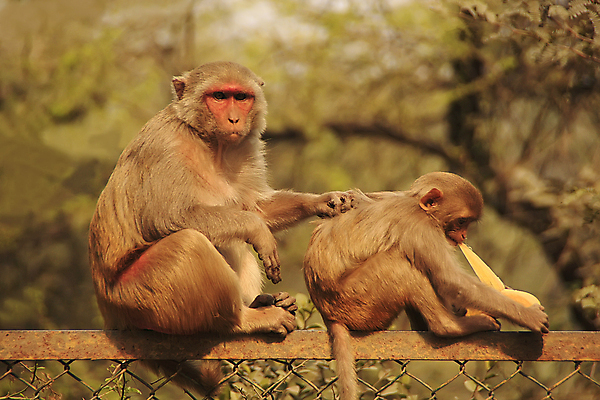 포토 JPG 해외이미지 나무 동물 커플 아시아 야생동물 여행 포유류 놀이 지붕 거리 버스 바나나 앉기 동양인 사람없음 울타리 도시풍경 쌓기 걷기 당근 원숭이 도시 인도인 먹기 하품 몸단장 국회 그만 해외202004 해외포토 외국인 식물 나라 육상교통 과일 관계 모션 대중교통 뿌리채소 인종 풍경 담장 생리현상 파일형식 이미지허브