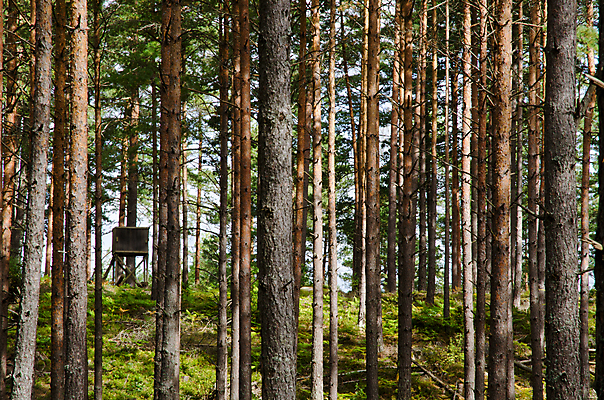포토 JPG 해외이미지 나무 식물 계절 공원 줄기 백그라운드 패턴 자연 벽지 스웨덴 풍경 사람없음 야외 목재 가로 초록색 빛 햇빛 태양 노란색 환경 탑 폭포 가을 시골 소나무 황무지 숲 큼 신비 사냥 장면 나무껍질 상록수 내추럴 삼림지대 수목 스칸디나비아 줄서기 해외202004 해외포토 자연요소 건축물 공공시설 컬러 컨셉 무늬 재료 모션 북유럽 껍질 크기 생태계 파일형식 이미지허브