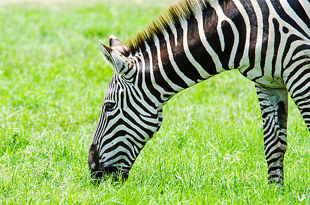포토 JPG 해외이미지 동물 야생동물 여행 포유류 아프리카 흑백 사람없음 검은색 줄무늬 군중 사파리 얼룩말 케냐 사바나 잠비아 탄자니아 해외202004 해외포토 나라 컬러 무늬 촬영기법 사람 말_동물 파일형식 이미지허브