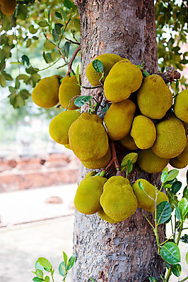 포토 JPG 해외이미지 아시아 문화 음식 여행 과일 가이드 태국 휴가 거리 미소 사람없음 야외 빨간색 노란색 방콕 방문 해외202004 해외포토 직업 나라 컬러 표정 파일형식 이미지허브