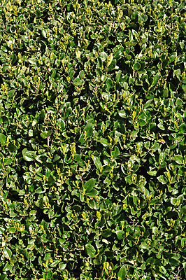 포토 JPG 해외이미지 나무 식물 벽 백그라운드 잎 자연 주택 사람없음 초록색 울타리 성장 경계선 관목 만족 질감 상록수 사생활 정리함 디테일 해외202004 해외포토 감정 선 컬러 건물 담장 경계 생태계 파일형식 이미지허브