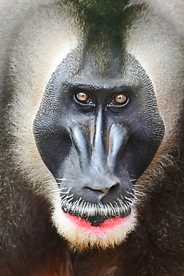 포토 JPG 해외이미지 동물 응시 남자 얼굴 야생동물 포유류 아프리카 자연 동물원 종류 앉기 사람없음 야외 컬러풀 머리 정원 분노 원숭이 표현 입 코 멸종 유인원 부족 내추럴 송곳 해외202004 해외포토 시선 감정 나라 컬러 컨셉 모션 사람 신체부위 생태계 파일형식 이미지허브