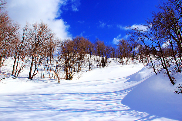포토 JPG 해외이미지 나무 계절 여행 백그라운드 자연 하늘 휴가 스키 산 파노라마 풍경 사람없음 야외 목재 파란색 햇빛 계곡 냉동 얼음 침묵 추위 흰색 숲 휴양지 서리 알프스 장면 절정 폭설 눈내림 해외202004 해외포토 자연요소 식물 유럽 컬러 재료 겨울스포츠 눈_날씨 촬영기법 태양 소리 장소 자연재해 생태계 파일형식이미지허브 