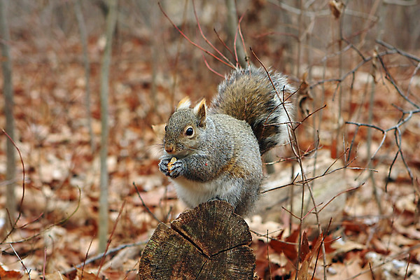 포토 JPG 해외이미지 나무 동물 응시 공원 야생동물 포즈 포유류 발 자연 생물 털 씨앗 사람없음 야외 빨간색 갈색 검은색 회색 견과류 설치류 숲 작음 먹이 모피 먹기 호기심 꼬리 다람쥐 솜털 내추럴 동물상 발톱 수유 해외202004 해외포토 식물 시선 공공시설 감정 컬러 컨셉 모션 신체부위 조형물 크기 생태계 파일형식 이미지허브