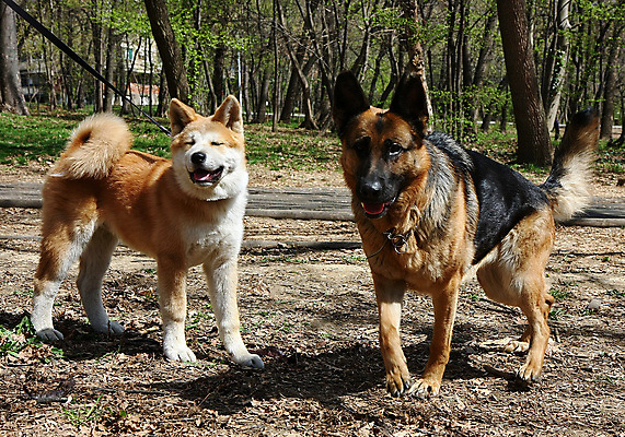 포토 JPG 해외이미지 주간 반려견 두마리 사람없음 야외 산책 강아지 셰퍼드 해외202004 아키타견 해외포토 자연요소 2 휴식 반려동물 개 파일형식 이미지허브