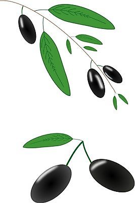 EPS 해외이미지 나무 식물 디자인 종이 음식 잎 꽃무늬 패턴 채소 과일 일러스트 부분 추상 건강 장식 초록색 검은색 가을 나뭇가지 그리기 그룹 우아함 두루마리 그림 올리브 클립 엘리먼트 월계수 해외202004 해외일러스트 계절 열매 꽃 컬러 컨셉 무늬 모션 파일형식 벡터 이미지허브