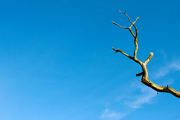 포토 JPG 해외이미지 나무 식물 계절 공원 꽃 도로 분홍색 백그라운드 잎 크리스마스 꽃무늬 자연 벽지 하늘 추상 프레임 건조 풍경 사람없음 야외 목재 초록색 여름 파란색 빛 태양 갈색 환경 정원 맑음 봄 추위 흰색 나뭇가지 시골 신선 신용카드 눈송이 숲 질감 내추럴 옛날 해외202004 해외포토 자연요소 공공시설 기념일 길 컬러 무늬 재료 교통시설 날씨 눈_날씨 금융 생태계 파일형식 이미지허브