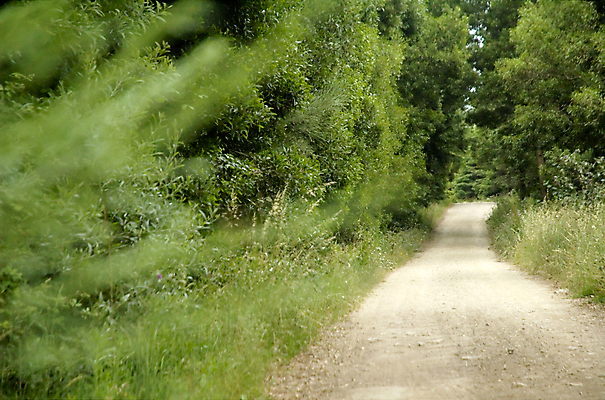 포토 JPG 해외이미지 나무 공원 도로 길 자연 파노라마 풍경 사람없음 야외 초록색 여름 빛 봄 시골 황무지 숲 오솔길 먼지 해외202004 해외포토 식물 계절 공공시설 컬러 교통시설 촬영기법 생태계 파일형식 이미지허브