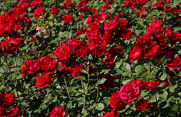 포토 JPG 해외이미지 식물 꽃잎 꽃 자연 사람없음 빨간색 초록색 장미 정원 닫기 향기 화단 해외202004 해외포토 컬러 모션 생태계 냄새 파일형식 이미지허브