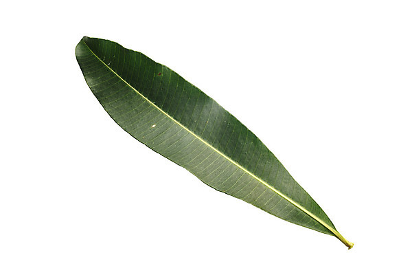 포토 JPG 해외이미지 나무 식물 계절 공원 백그라운드 잎 자연 건조 풍경 사람없음 야외 장식 초록색 여름 노란색 우주 정원 봄 가을 흰색 나뭇가지 차 숲 질감 내추럴 고립 대패 떠남 해외202004 해외포토 공공시설 음료 컬러 모션 생태계 파일형식 이미지허브