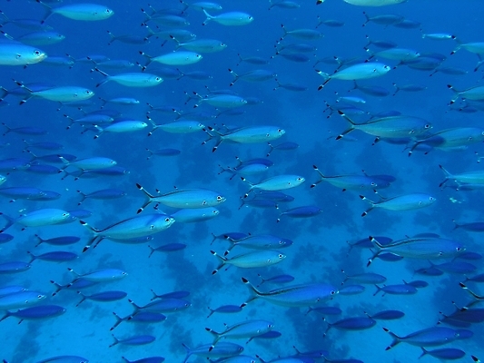 포토 JPG 해외이미지 식물 동물 야생동물 잎 자연 표면 어류 사람없음 물 반사 수중 투명 스노클링 산호 잠수부 암초 동물상 해외202004 해외포토 자연요소 조형물 수중동물 수상스포츠 자포동물 전문직 생태계 파일형식 이미지허브