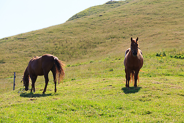 포토 JPG 해외이미지 동물 커플 야생동물 자연 산 사람없음 목재 초록색 울타리 갈색 이탈리아 꼬리 알프스 고립 해외202004 해외포토 나무 유럽 컬러 재료 관계 담장 생태계 파일형식 이미지허브