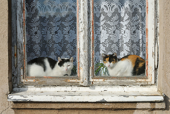 포토 JPG 해외이미지 응시 창문 포유류 앉기 사람없음 반려동물 마을 고양이 수확 옛날 해외202004 해외포토 동물 시선 농업 모션 파일형식 이미지허브