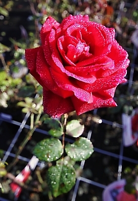 포토 JPG 해외이미지 기념일 꽃 분홍색 백그라운드 꽃무늬 자연 발렌타인데이 사랑 사람없음 빨간색 물 장미 정원 젖음 신선 오픈 제비꽃 질감 아로마 부드러움 아로마테라피 해외202004 해외포토 자연요소 식물 감정 컬러 무늬 데이이벤트 이벤트 감각 생태계 테라피 파일형식 이미지허브