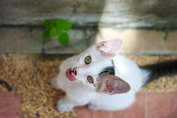 포토 JPG 해외이미지 장난 자연 수염 털 사랑 앉기 사람없음 야외 농장 귀여움 정원 고양이 달콤 혀 호기심 코 뒤뜰 주목 해외202004 해외포토 감정 컨셉 농업 포유류 모션 신체부위 반려동물 입 맛 생태계 파일형식 이미지허브