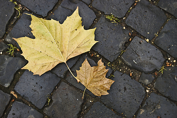 포토 JPG 해외이미지 계절 단풍 잎 오렌지 자연 벽지 표면 건조 사람없음 야외 컬러풀 갈색 노란색 환경 흙 젖음 가을 보행로 유기농 내추럴 석고 해외202004 해외포토 식물 웰빙 길 컬러 과일 생태계 파일형식 이미지허브