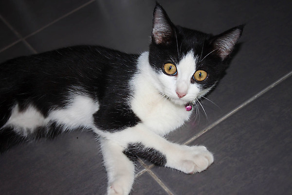 포토 JPG 해외이미지 동물 여자 남자 백그라운드 태국 자연 수염 주택 앉기 사람없음 빨간색 초록색 갈색 검은색 고양이 힘 줄무늬 코트 흰색 호랑이 은색 쓰레기 작음 물개 코 꼬리 귀 솜털 기르기 유래 해외202004 해외포토 아시아 컬러 무늬 포유류 모션 사람 건물 신체부위 반려동물 바다동물 외투 크기 생태계 돌봄 파일형식 이미지허브