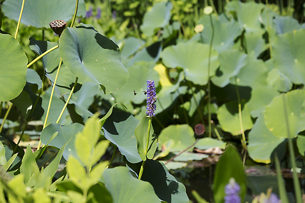 포토 JPG 해외이미지 식물 계절 꽃 아시아 호수 선 백그라운드 잎 자연 휴식 동양인 사람없음 야외 초록색 물 반사 정원 보라색 고요 봄 활발 들꽃 벚꽃 연못 신선 우아함 습지 목수 허브 심볼 순수 명상 생물학 천진난만 해외202004 해외포토 자연요소 직업 교육 나라 컬러 컨셉 인종 생태계 파일형식 이미지허브
