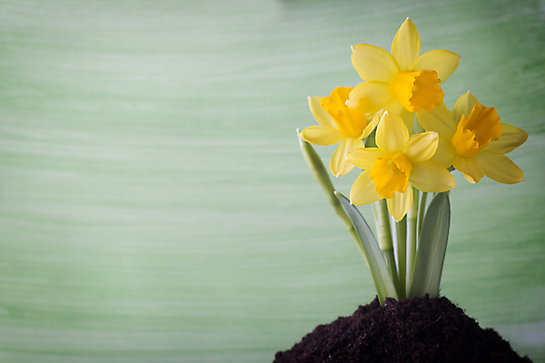 포토 JPG 해외이미지 꽃잎 꽃 꽃무늬 자연 부활절 사람없음 노란색 봄 성장 벚꽃 수선화 해외202004 해외포토 식물 계절 기념일 컬러 무늬 생태계 파일형식 이미지허브