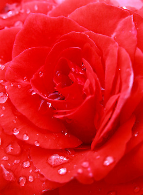 포토 JPG 해외이미지 꽃잎 꽃 백그라운드 자연 발렌타인데이 선물 사랑 사람없음 가로 빨간색 물 장미 젖음 벚꽃 닫기 떨어짐 이슬 오브젝트 싱글 향기 열정 광 해외202004 해외포토 자연요소 식물 감정 컬러 컨셉 모션 데이이벤트 생태계 냄새 파일형식 이미지허브