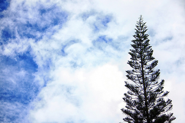 포토 JPG 해외이미지 나무 식물 실루엣 백그라운드 자연 하늘 날씨 사람없음 야외 파란색 빛 검은색 흰색 도시 소나무 숲 장면 내추럴 해외202004 해외포토 컬러 촬영기법 생태계 파일형식 이미지허브