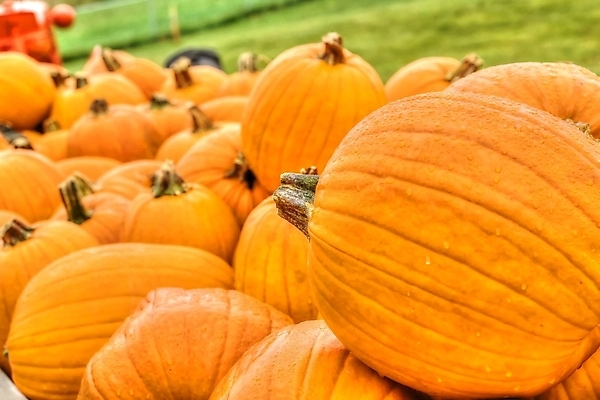 포토 JPG 해외이미지 식물 계절 음식 백그라운드 채소 오렌지 과일 자연 호박 휴가 사람없음 야외 할로윈 가을 신선 변화 유기농 날것 추수감사절 스쿼시 내추럴 숙성 잭오랜턴 줄서기 해외202004 해외포토 웰빙 기독교 스포츠 컨셉 모션 구기 생태계 파일형식 이미지허브