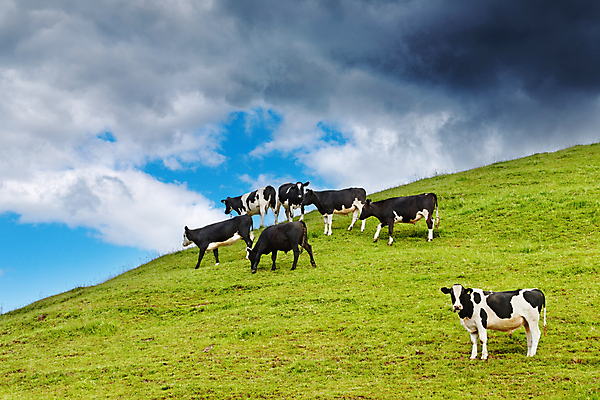 포토 JPG 해외이미지 주간 풍경 사람없음 야외 농경지 가축 목장 시골 소 해외202004 해외포토 자연요소 동물 포유류 농장 파일형식 이미지허브