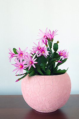 포토 JPG 해외이미지 식물 꽃 화분 분홍색 백그라운드 잎 자연 실내 사람없음 내부 장식 초록색 방 벚꽃 흰색 냄비 고립 심기 인공 해외202004 해외포토 컬러 모션 솥 생태계 파일형식 이미지허브